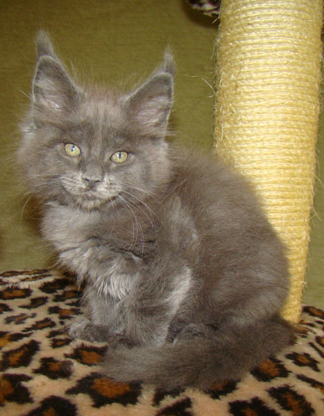     Catsvill County!   !    !       !!!    Catsvill County +7-926-544-74-09     .   ,   ,   ,    ,   ,  ,     ,   -,    ,   !